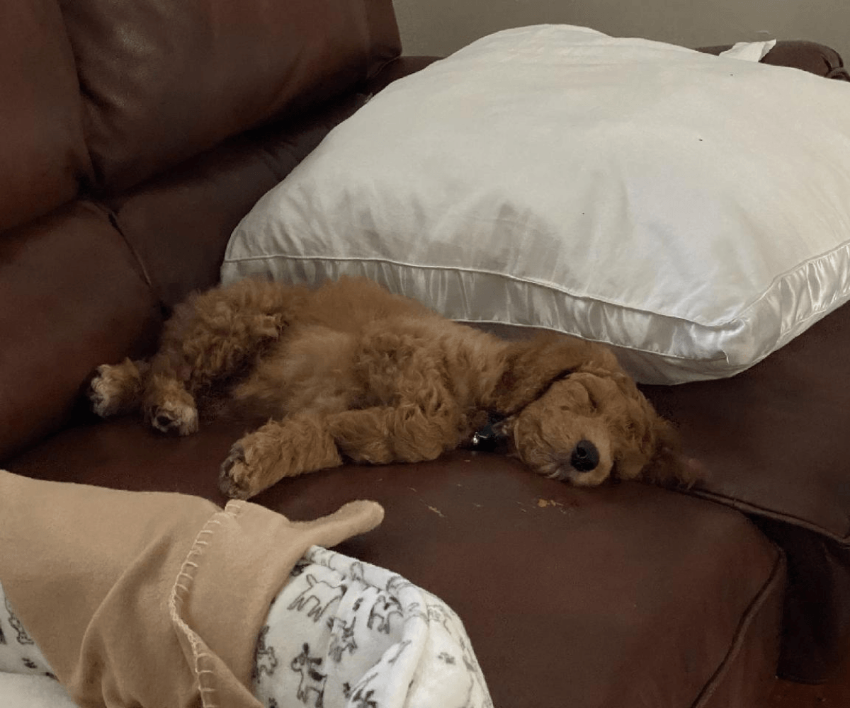 Home of Doodles Last Litter Chloe Simpsonville, South Carolina, Greenville, East Coast, Standard Poodles, Red Standard Poodle, AKC Available Puppies, Health Tested, Genetic Tested, Healthy, Breeder