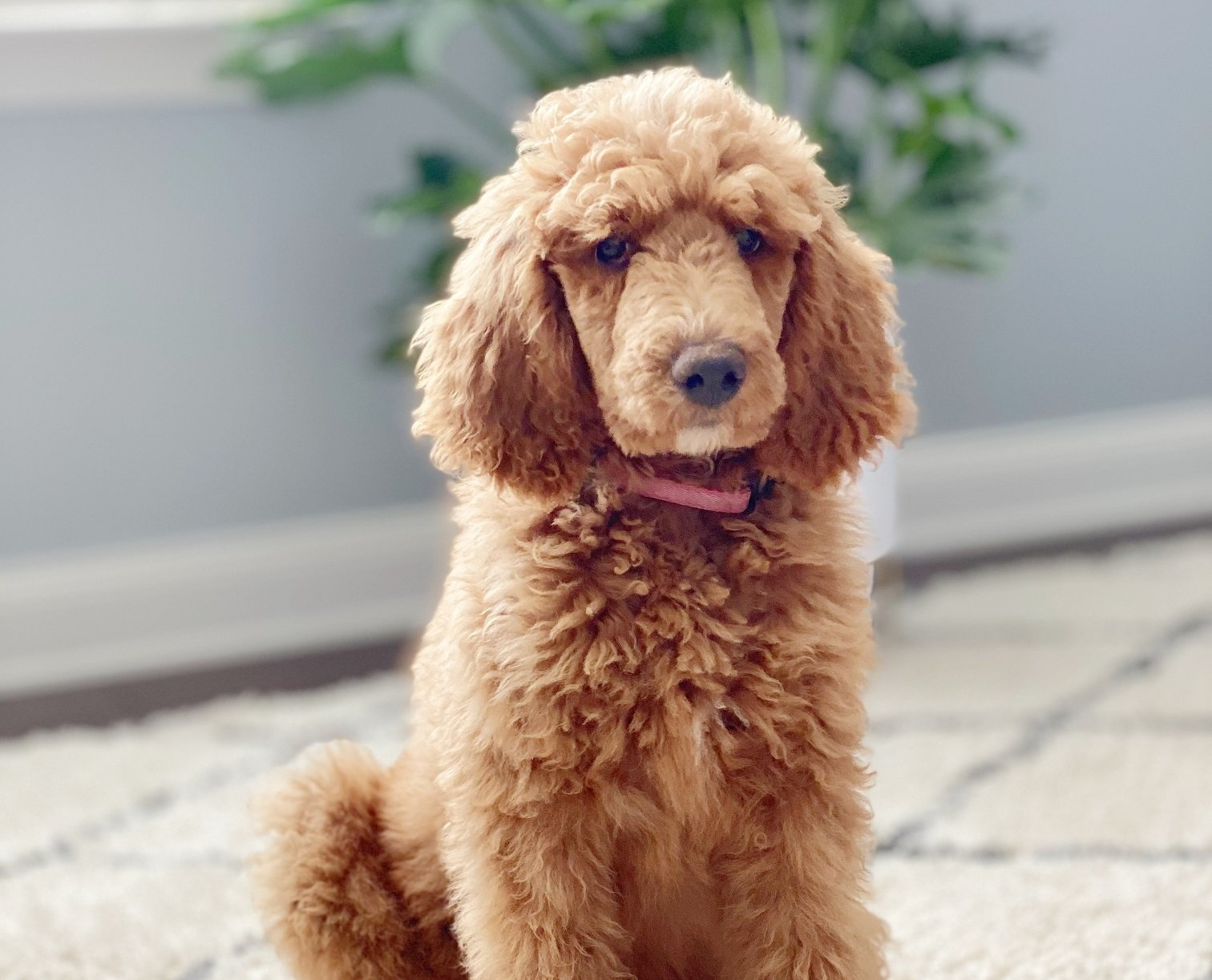 red apricot standard poodle puppy simpsonville sc, for sale, ready for rehoming