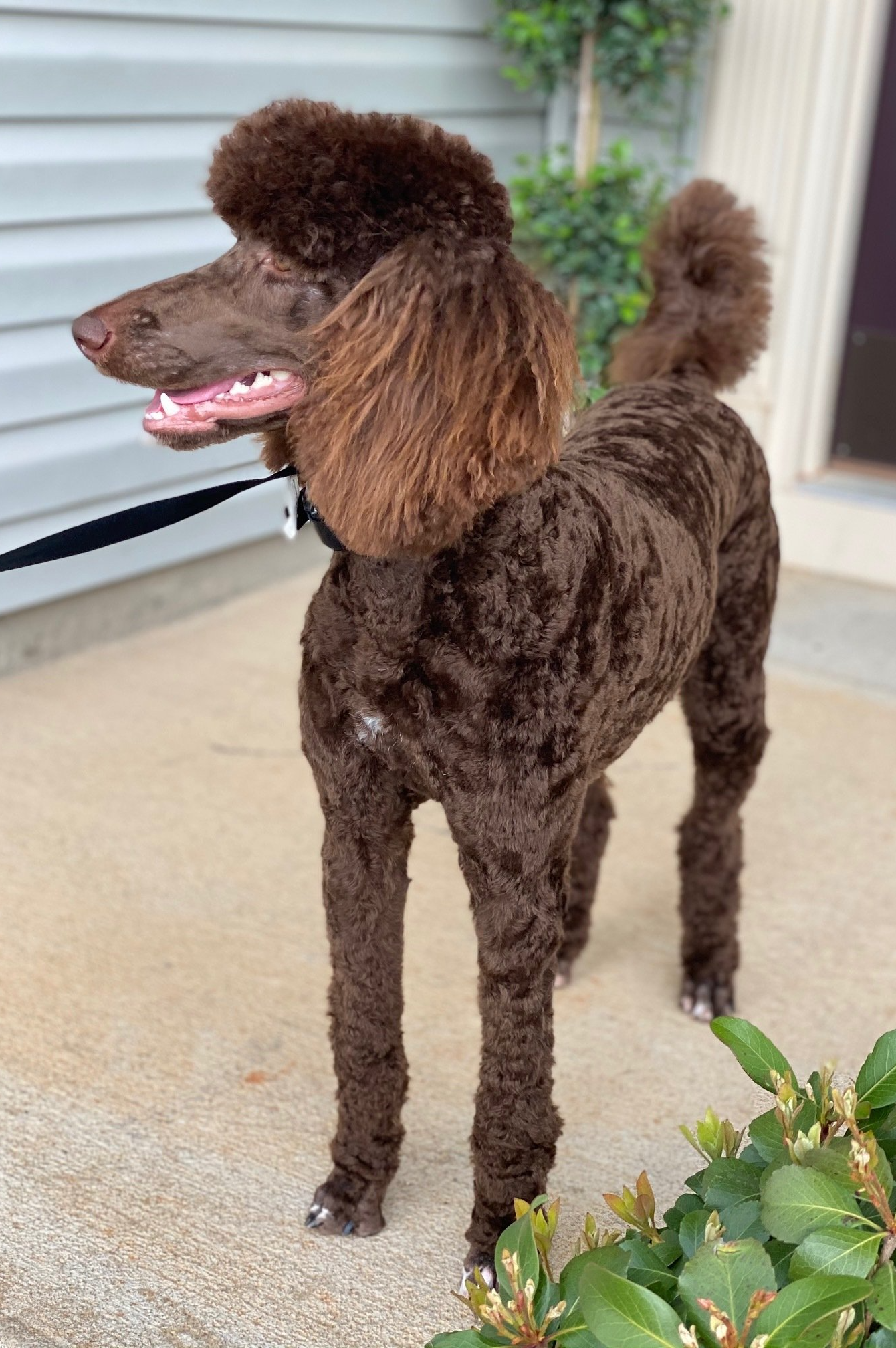 Chloe-Luna-Standard-Poodles-Chocolate-Red-Apricot-Puppies-Available-Rehoming-Simpsonville-South-Carolina-California-ENS-Trained-AKC-Microchipped