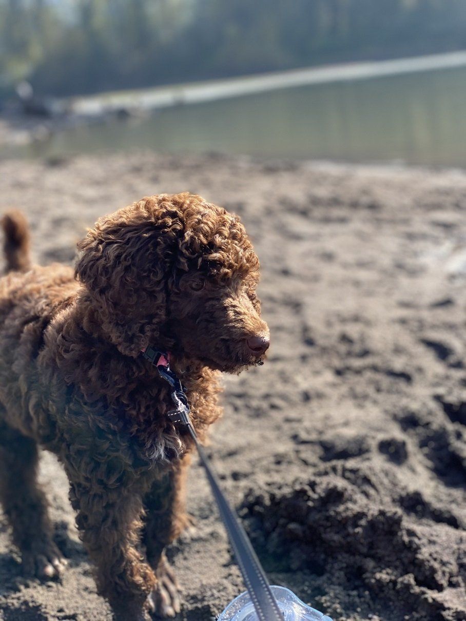 chocolate standard poodle puppy simpsonville sc, for sale, ready for rehoming