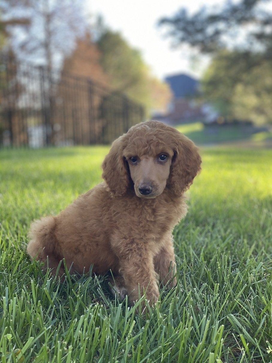 red standard poodle puppy simpsonville sc, for sale, ready for rehoming