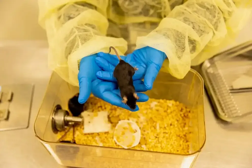 A researcher in protective gear holds a small black mouse over a cage with bedding.