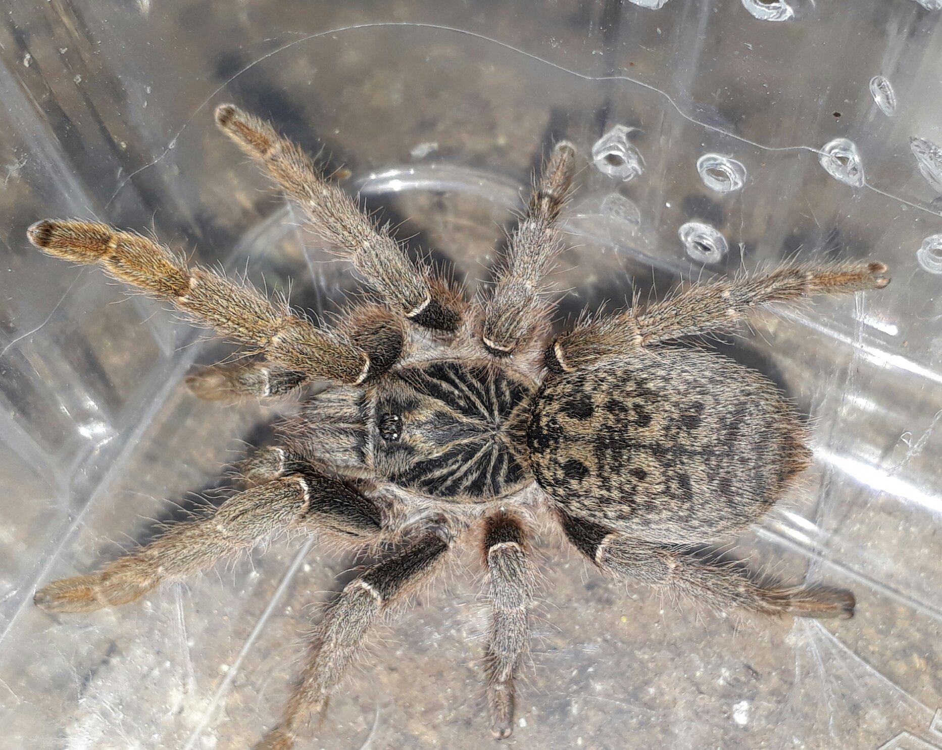 Sandula Conservation | Snake Education & Catching