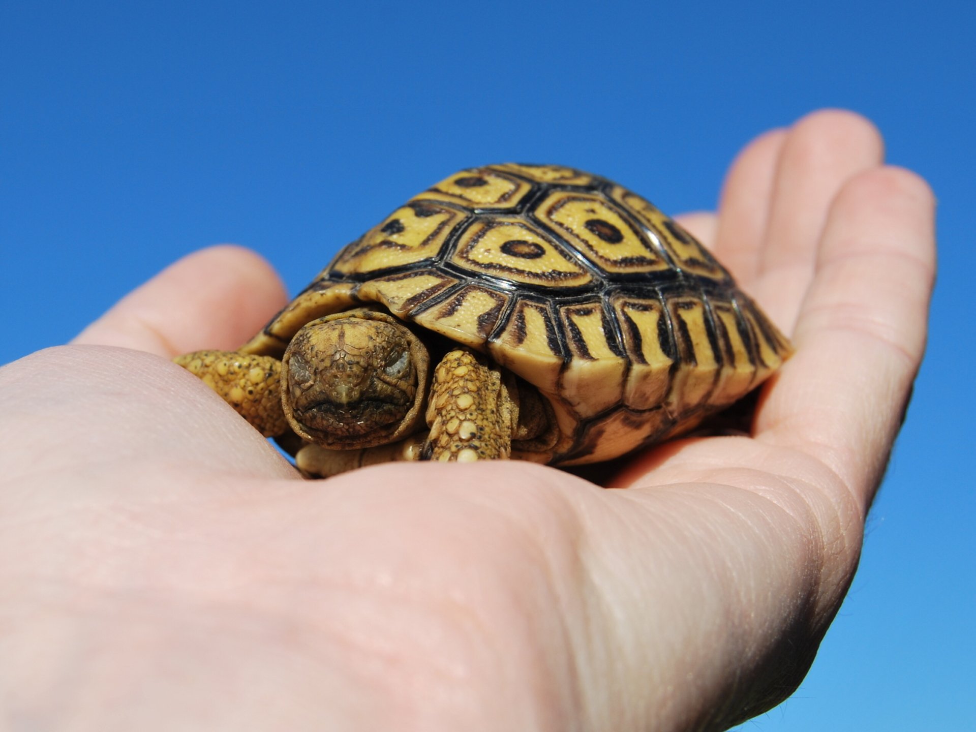Sandula Conservation | Snake Education & Catching