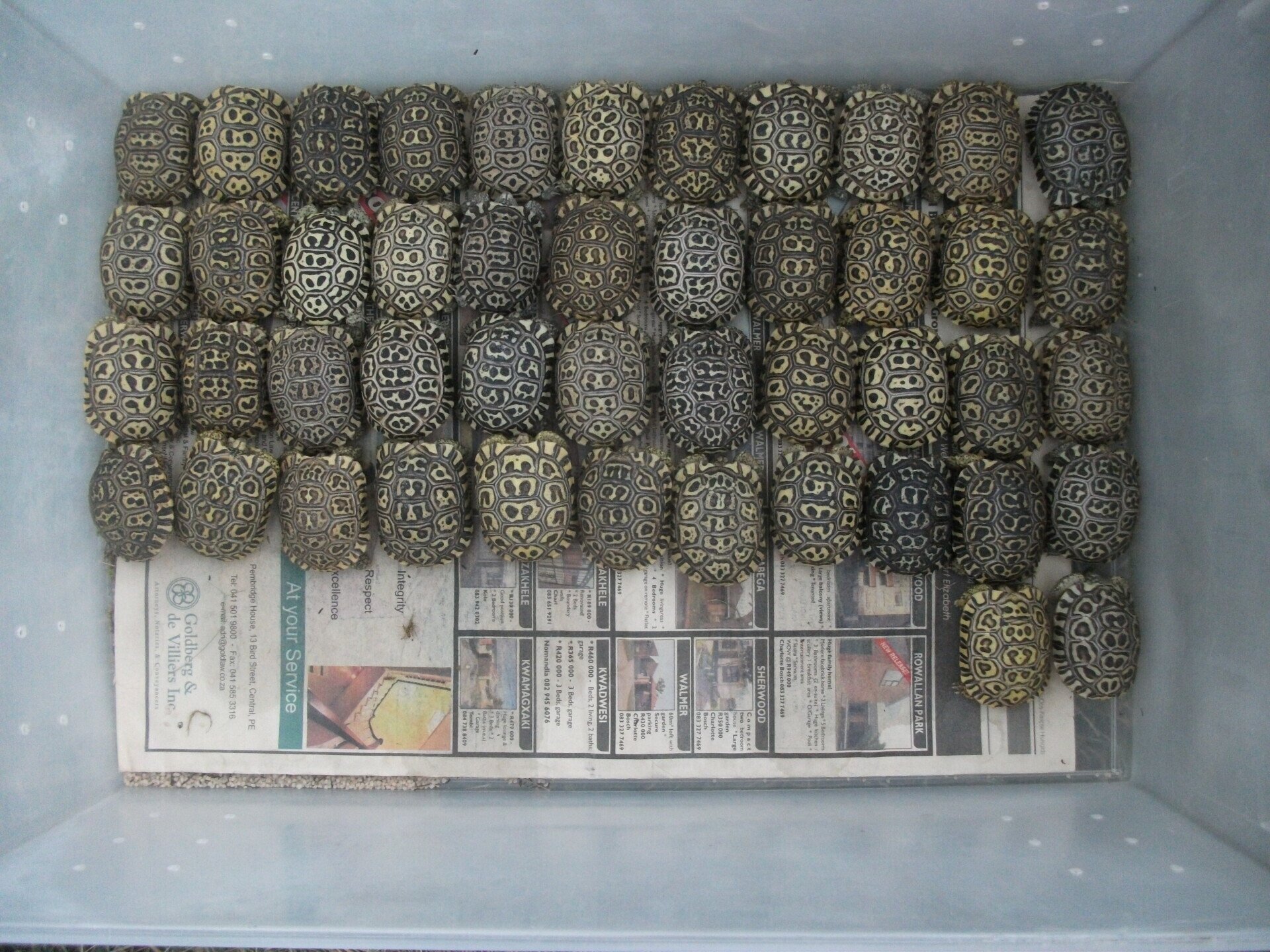 Tortoise Sanctuary | Sandula Conservation