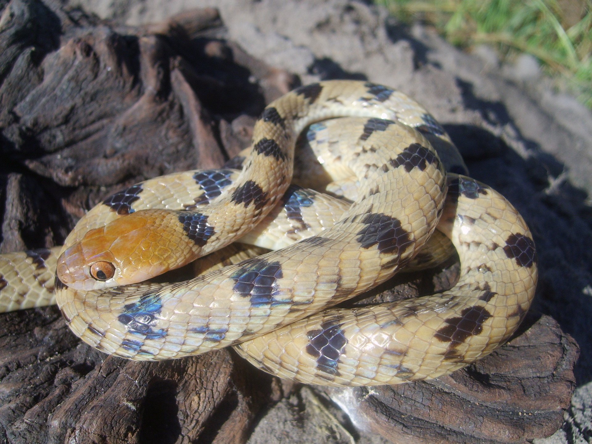 Sandula Kids | Snake Education & Catching