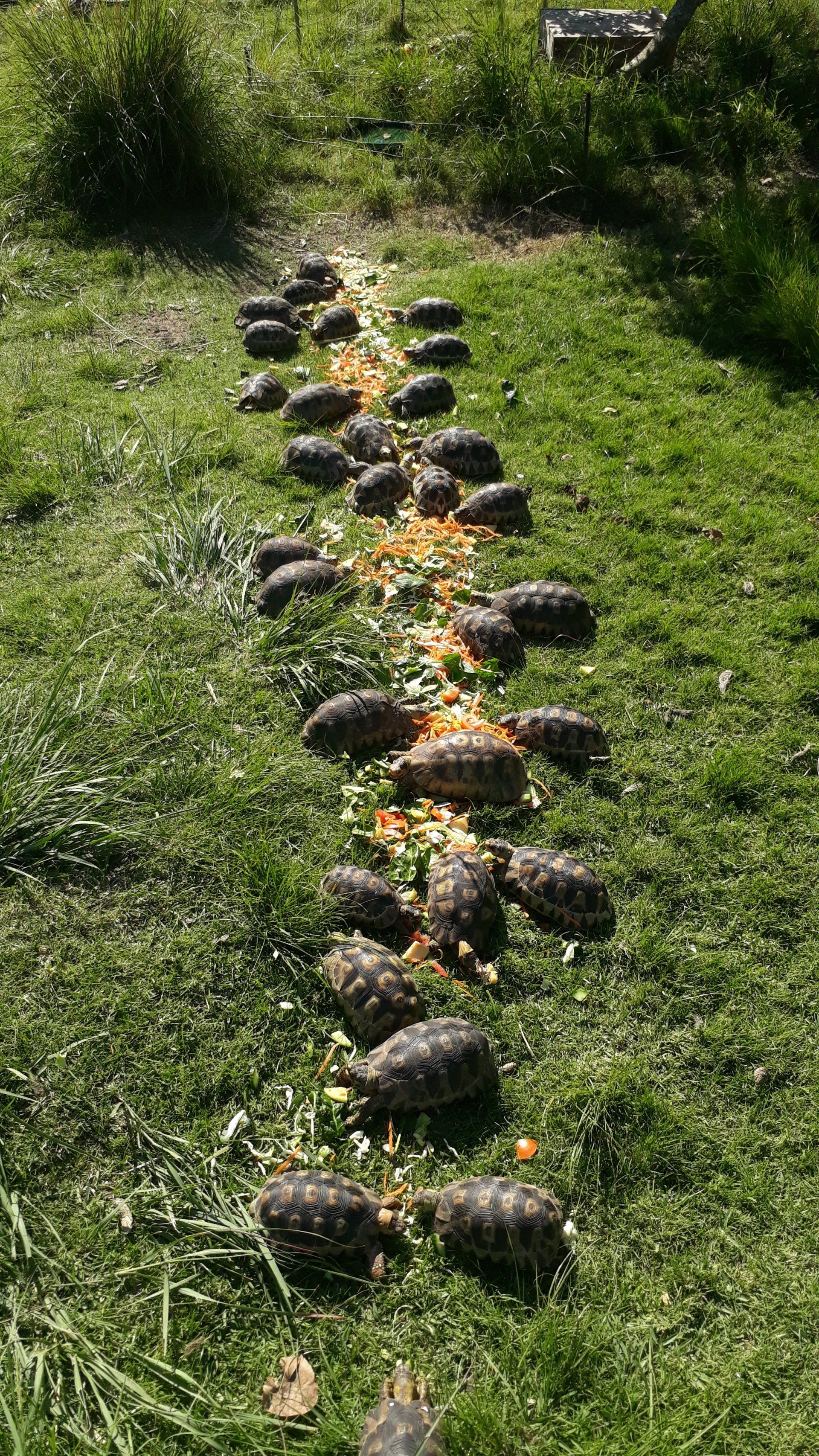 A row of turtles eating food in a grassy field.