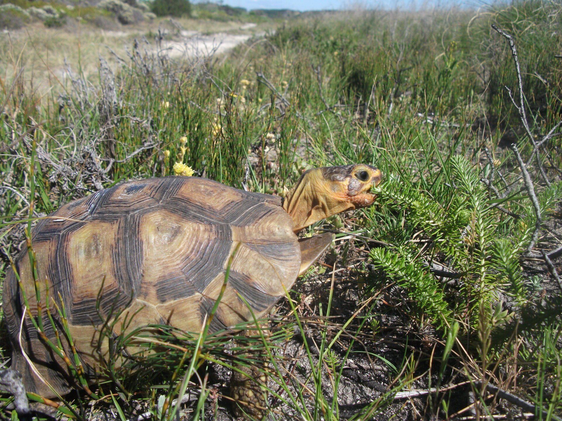 A turtle is eating grass in a field.