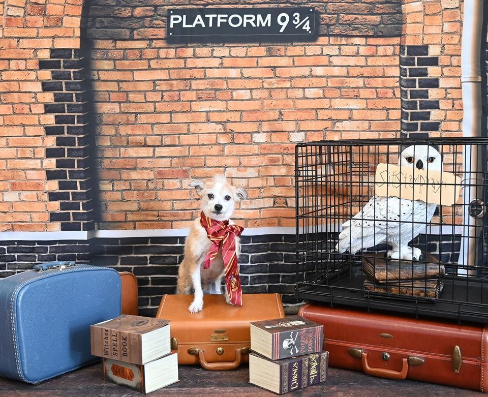 A dog is sitting on a suitcase in front of a brick wall with a sign that says platform 9 3/4