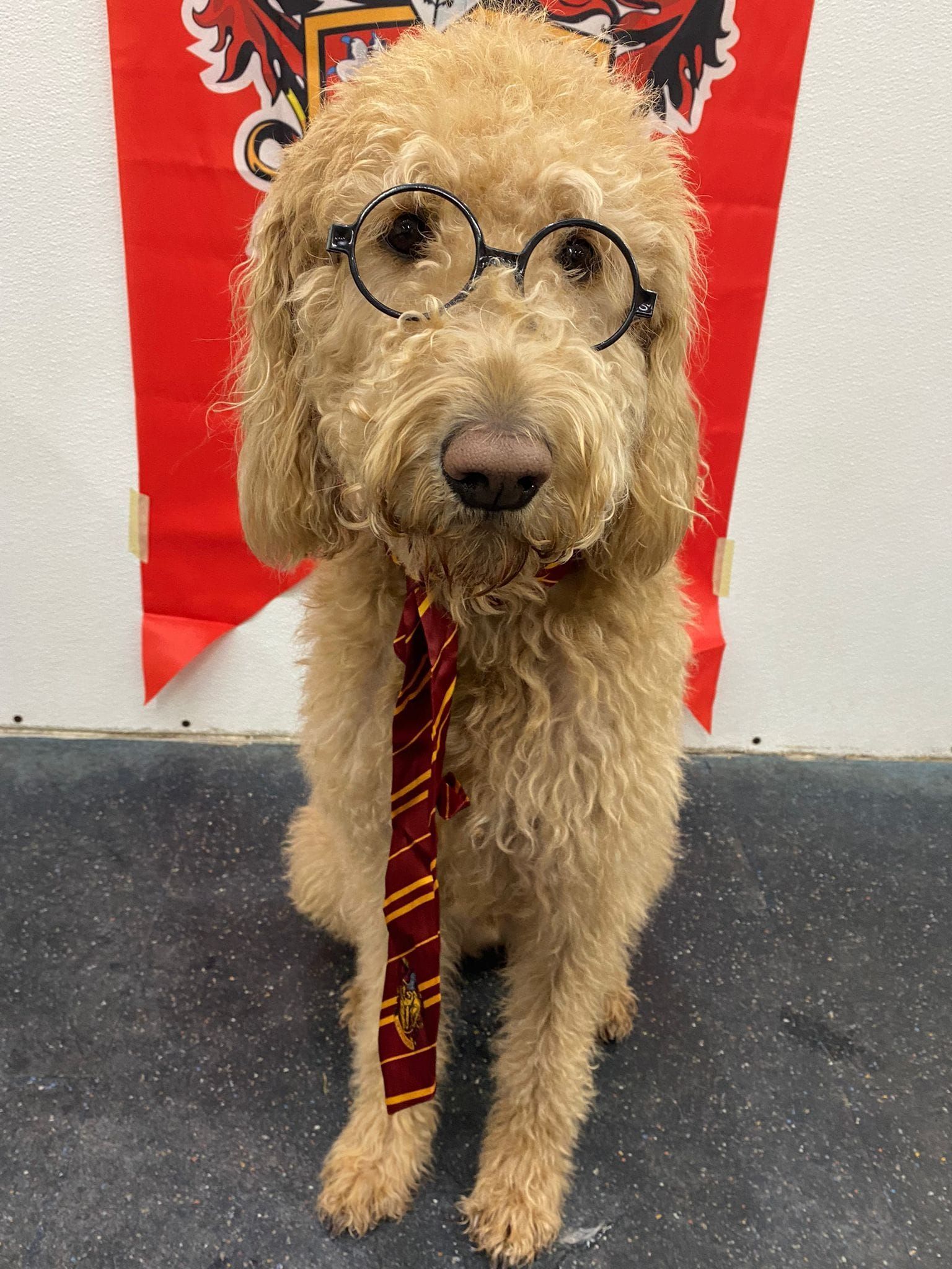 A dog wearing glasses and a tie is sitting in front of a flag.