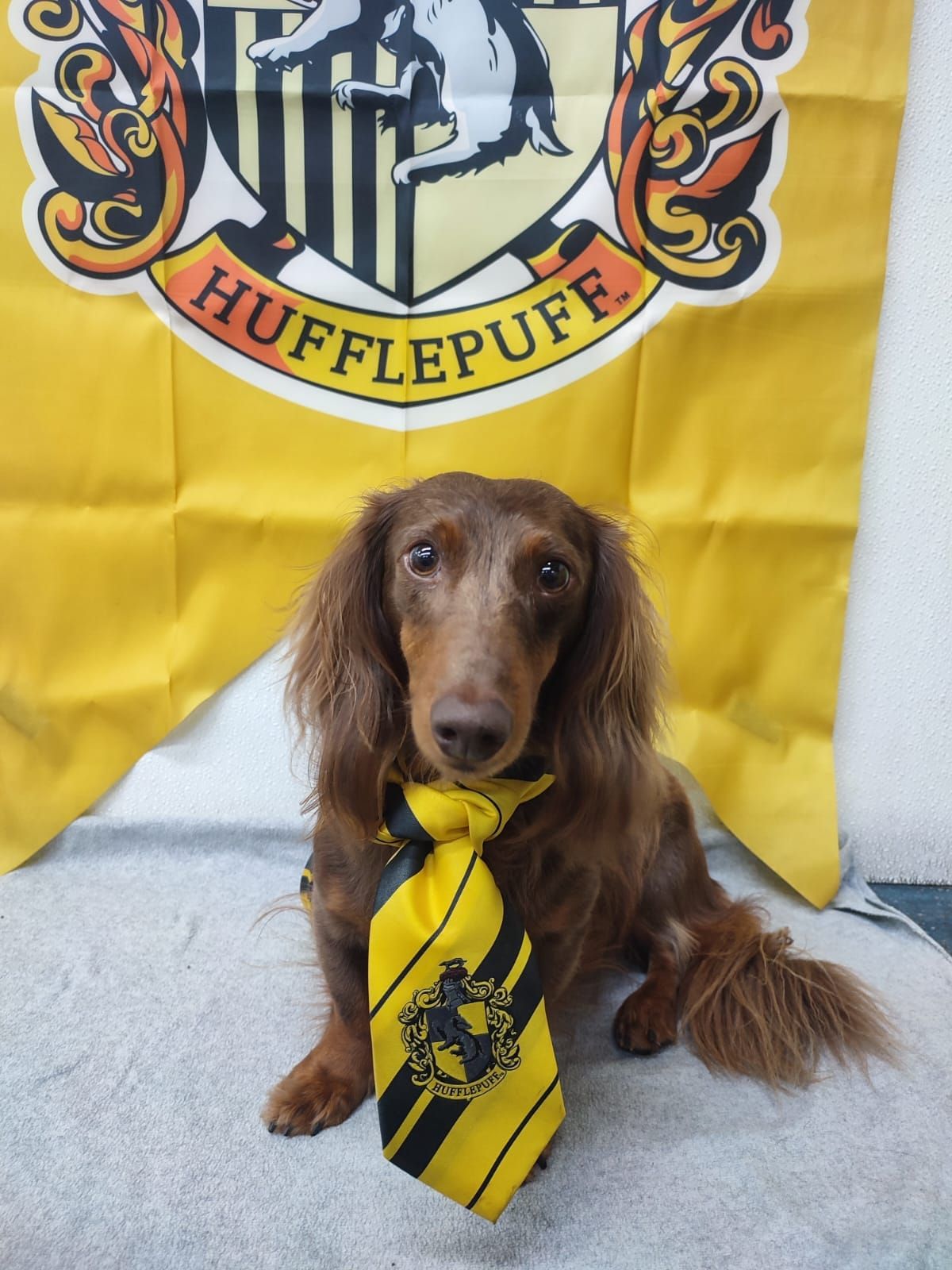 A dachshund wearing a yellow and black tie is sitting in front of a hufflepuff flag