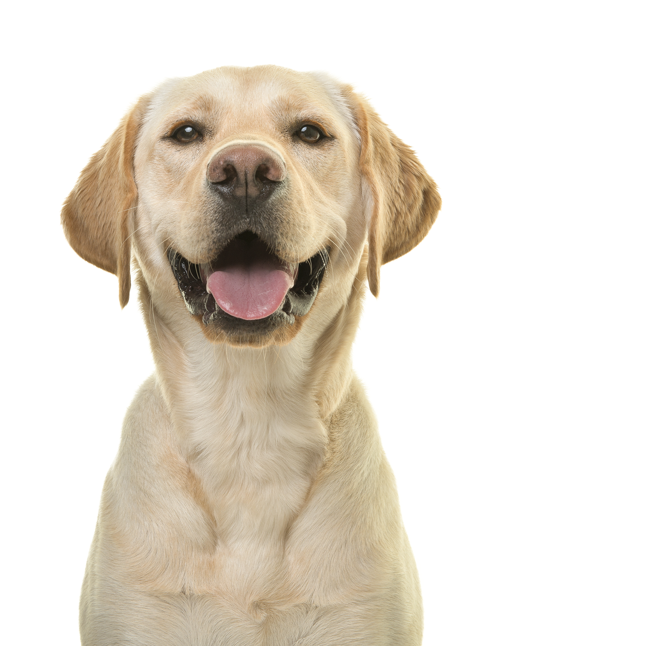 A close up of a dog with its tongue hanging out