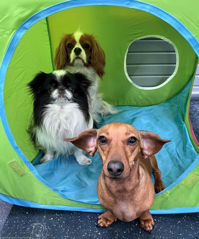 A dachshund and a cavalier king charles spaniel are sitting in a green tent.