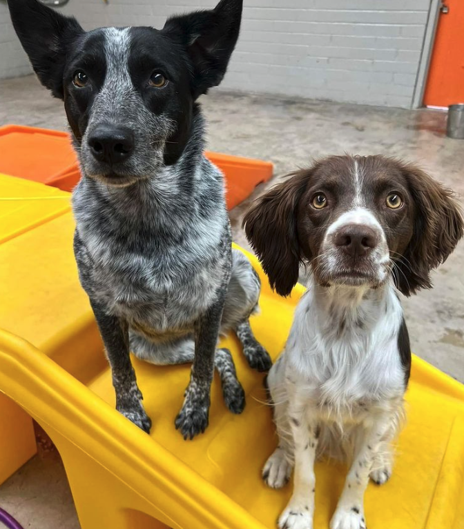 Two dogs are sitting next to each other on a yellow box