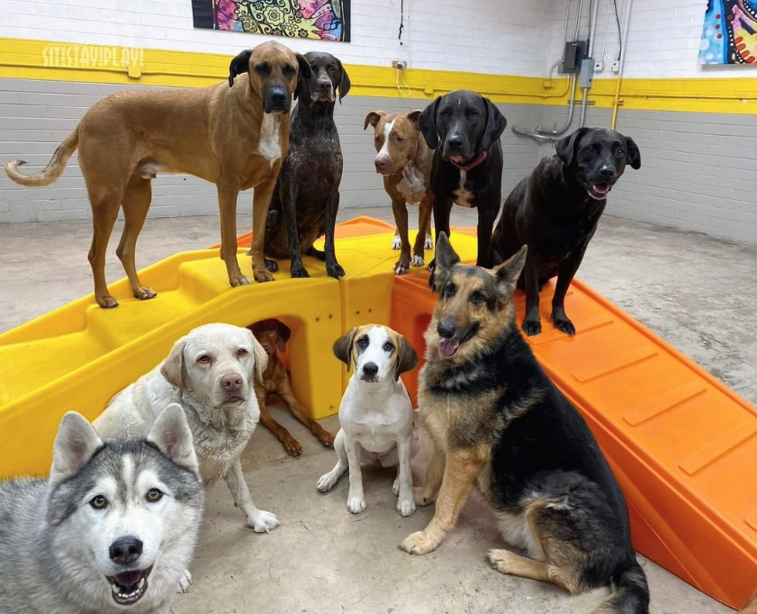 A group of dogs are posing for a picture together