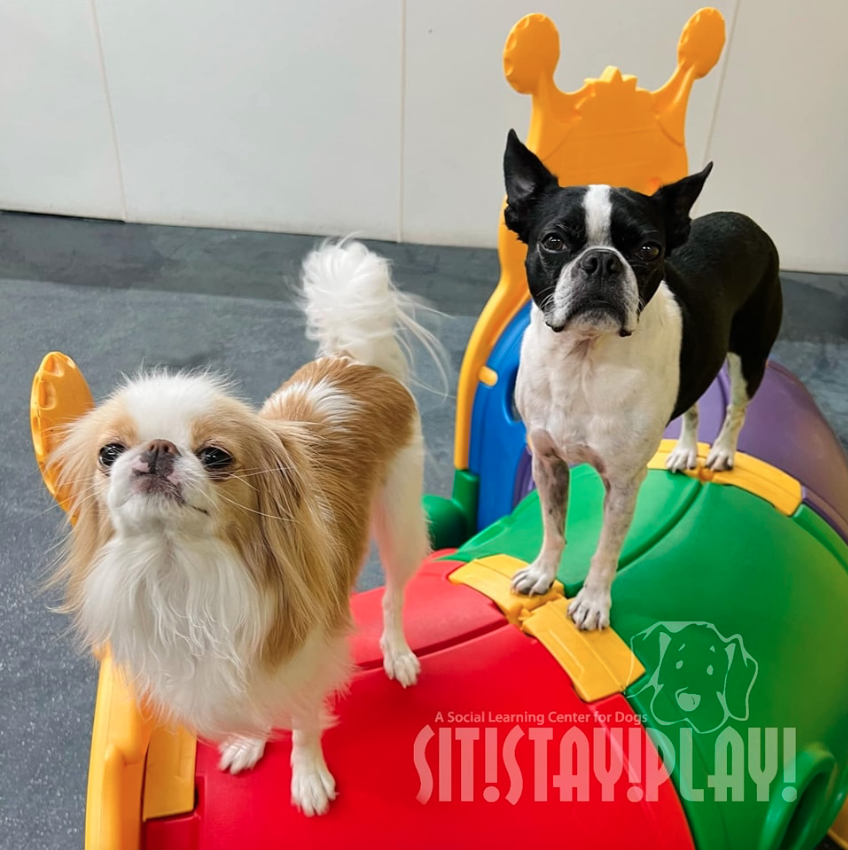 Two dogs standing next to each other with the words sit stay play written on the bottom
