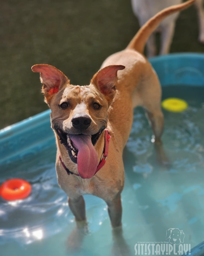 A dog is standing in a pool of water with a frisbee in it
