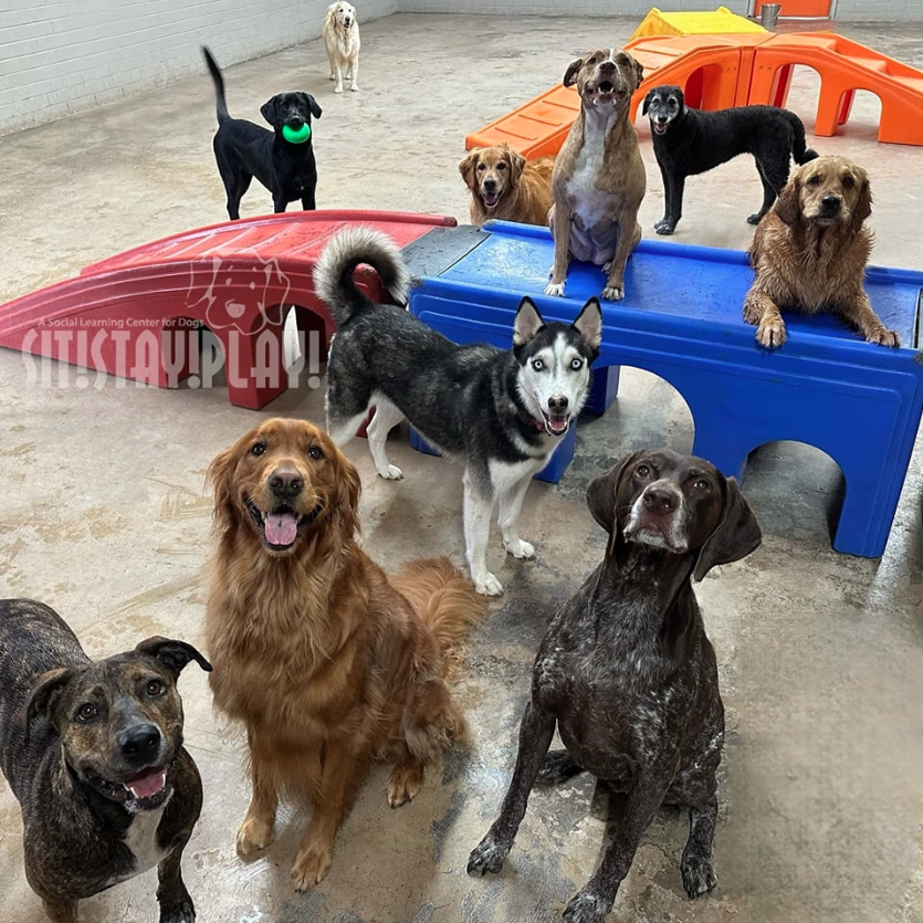 A group of dogs are posing for a picture in a kennel.