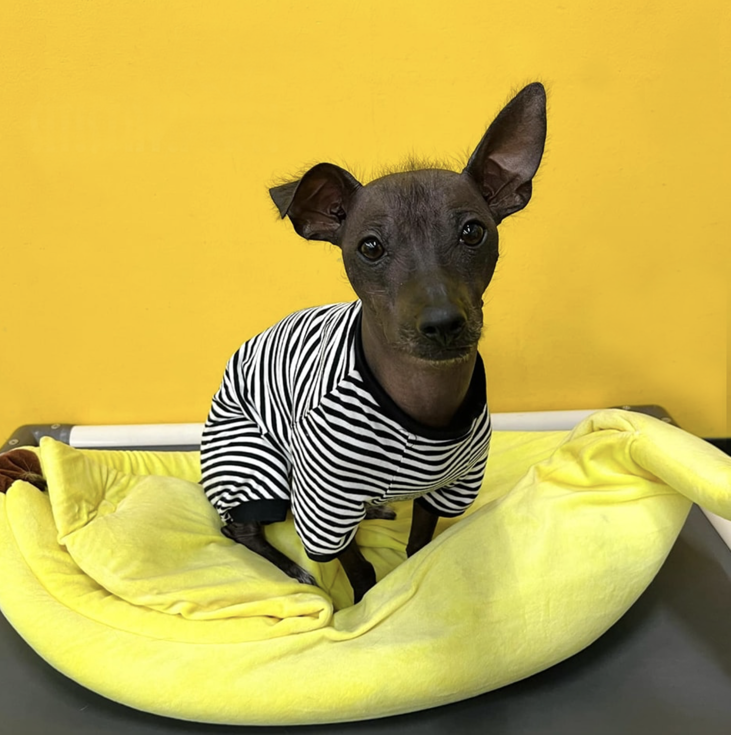 A small dog wearing a striped shirt is sitting on a yellow blanket