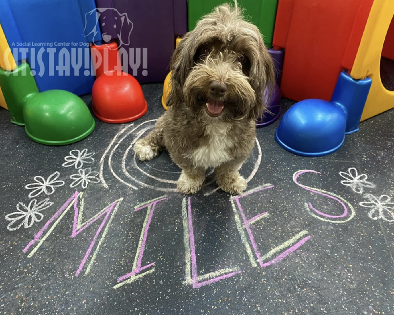 A dog is sitting on the floor next to the word miles written in chalk