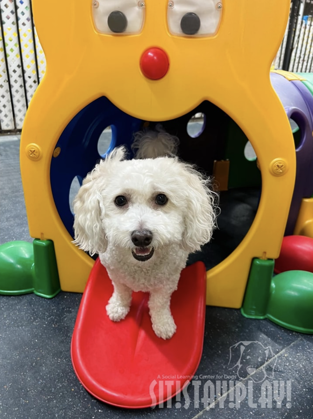 A small white dog is standing on a red slide in a playground.