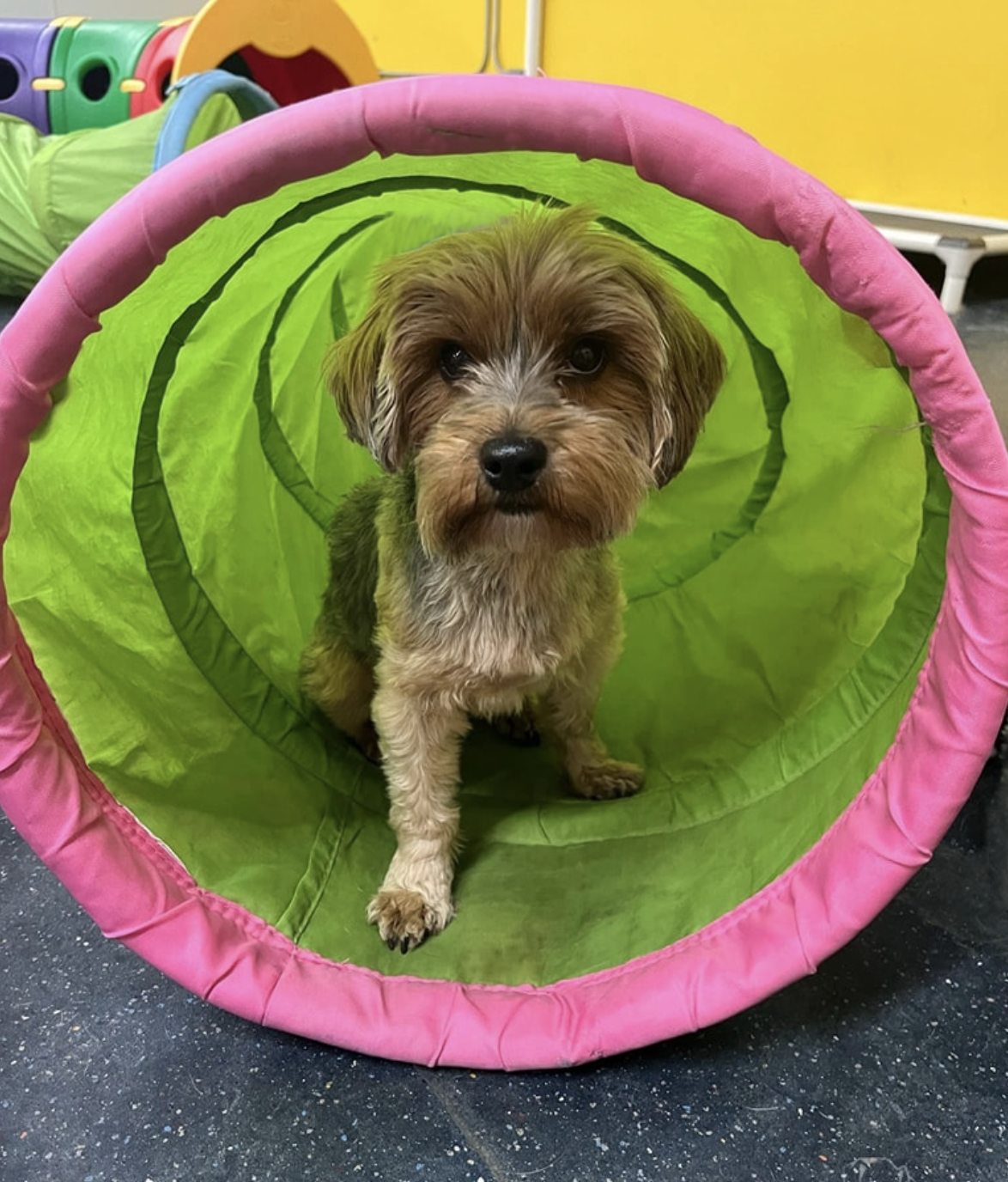 A small dog is sitting in a green and pink tunnel.
