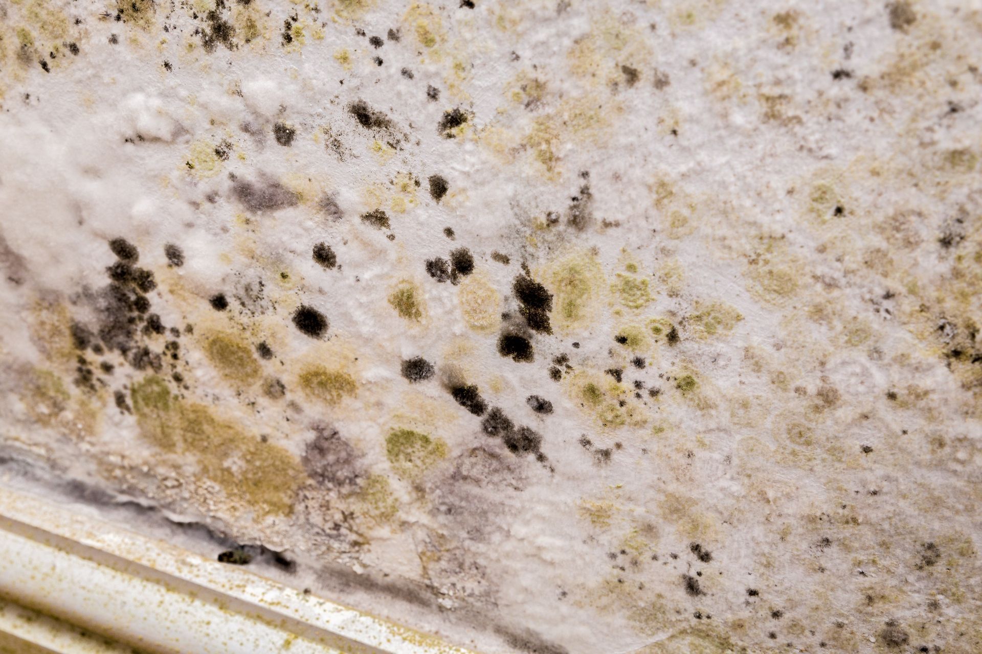 mould