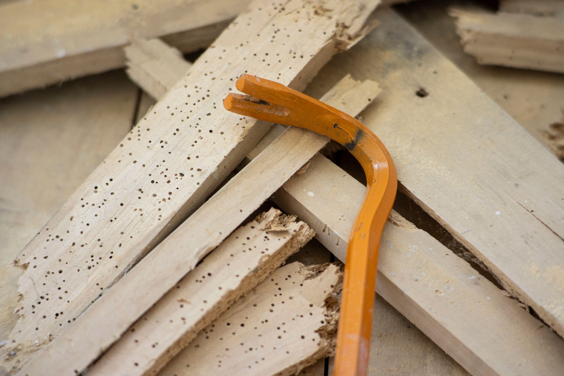 woodworm