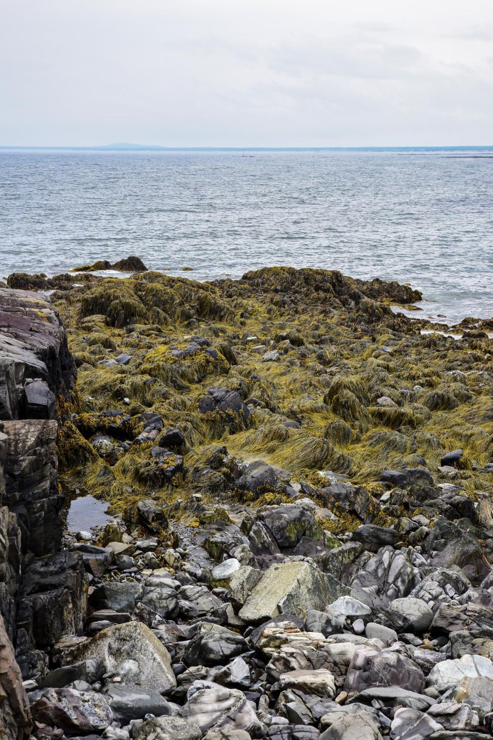 Rocky coastline meets the sea under an overcast sky; dark rocks covered in green seaweed.