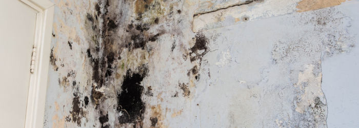 mold in home