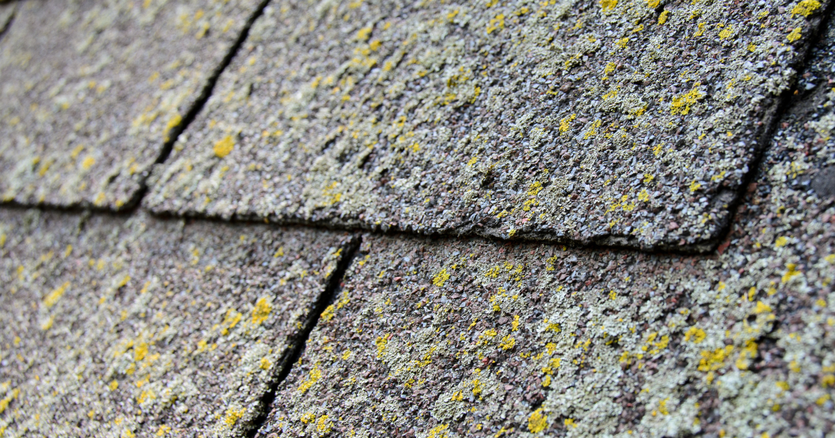 How to Choose the Right Roof Washing Service