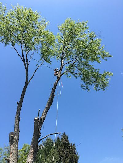 An arborist works high in a tree, using a rope to secure a branch against a clear blue sky.