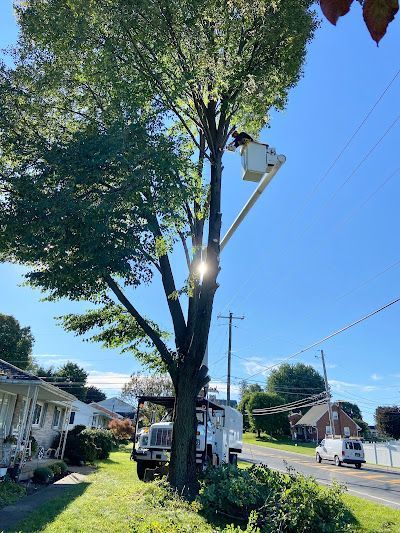 A utility truck with an extended bucket lift is positioned next to a large tree on a residential street during the day.