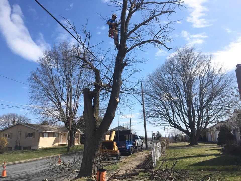 An arborist climbs a bare tree to perform maintenance near a residential street with a wood chipper parked below.