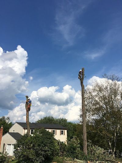 Two workers in high-visibility gear stand atop two tall, pruned tree trunks in front of a residential house.