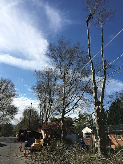A tree service crew prunes large trees near utility lines along a residential street.