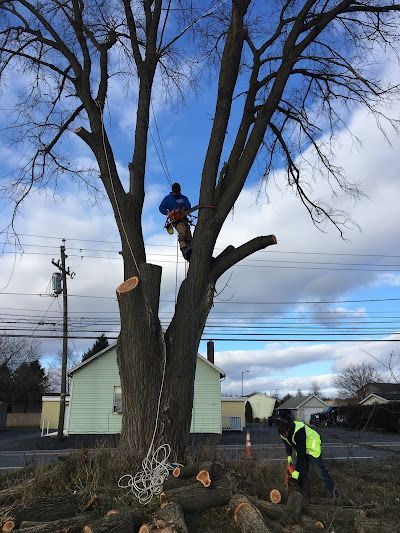 Two arborists work on removing a large tree in a residential neighborhood, with one climber aloft and one on the ground.
