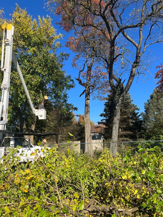 A white cottage with brown shutters stands in a grassy yard under a clear blue sky, next to tall, bare-branched trees.