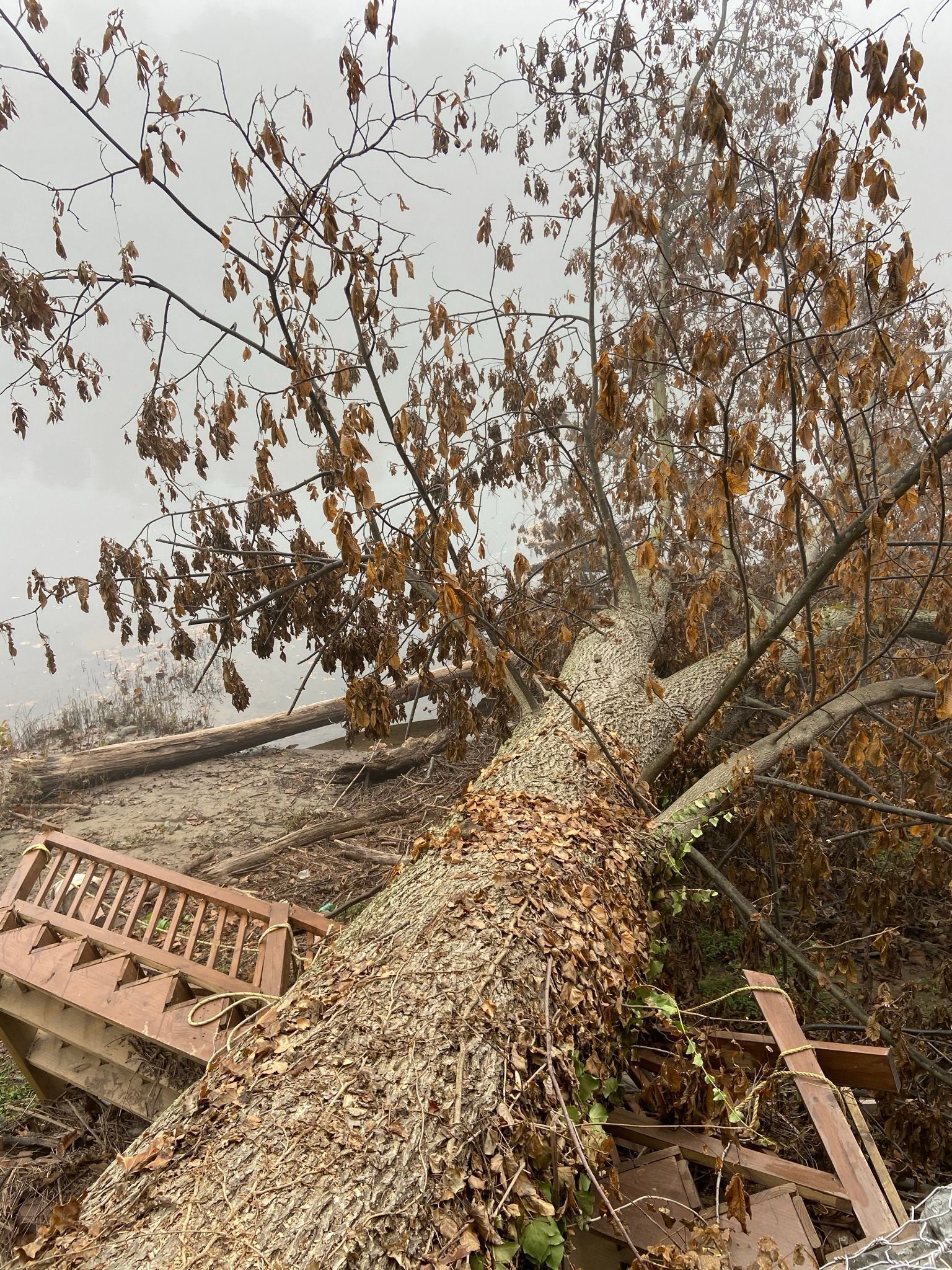 Uprooted tree with brown leaves lying across a broken wooden fence in a foggy outdoor area