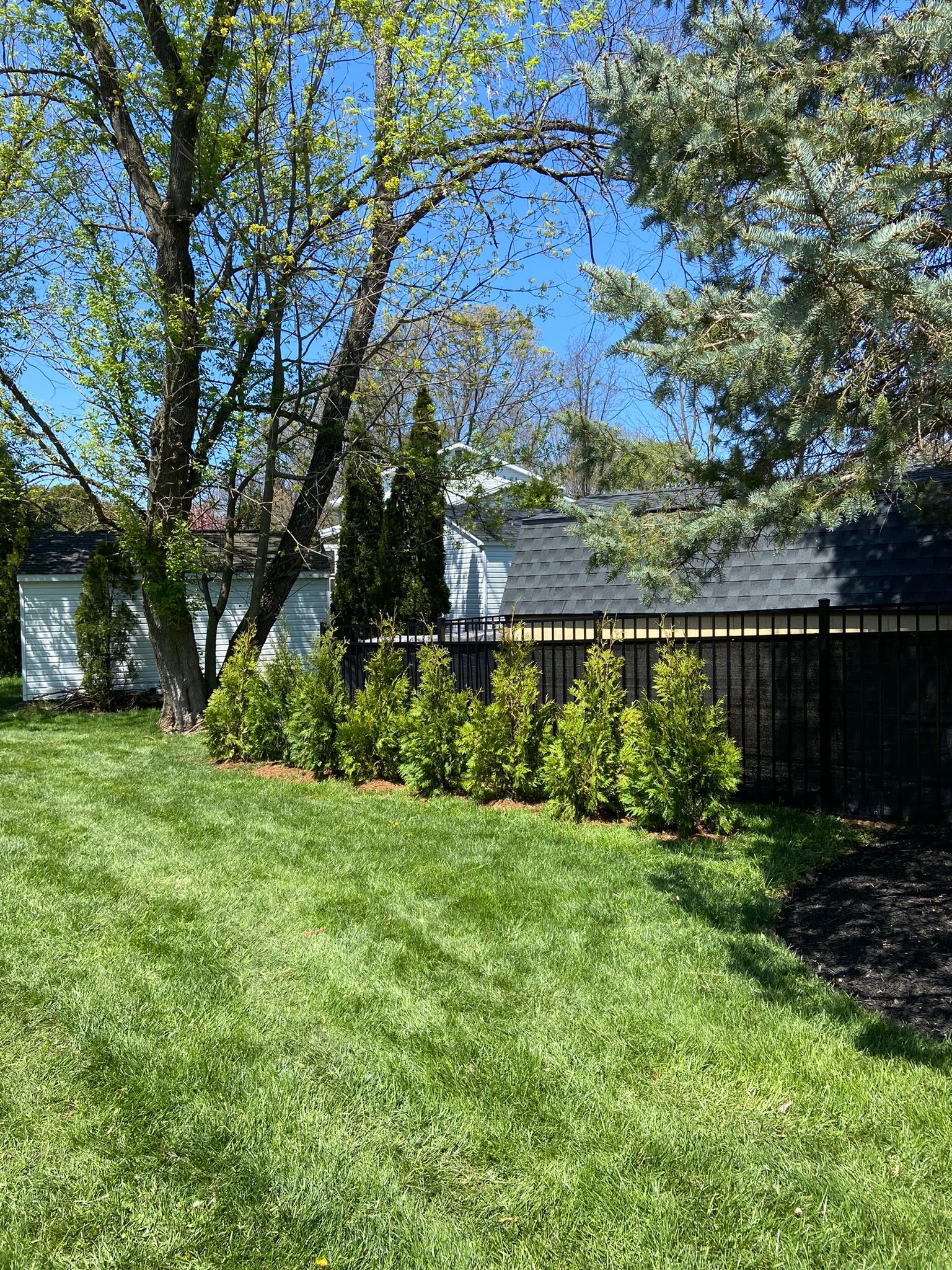 Sunny backyard with green lawn, trees, shrubs, and a wooden fence under a clear blue sky