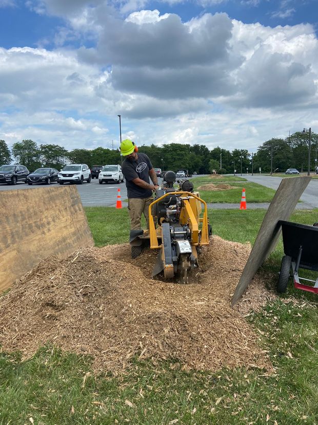 A person wearing a hard hat and blue shirt operates a yellow stump grinder in a grassy yard near a shed.