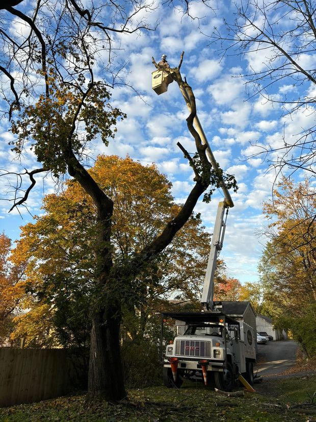 A tree service crew trims tall trees near residential power lines with equipment on a sunny day.