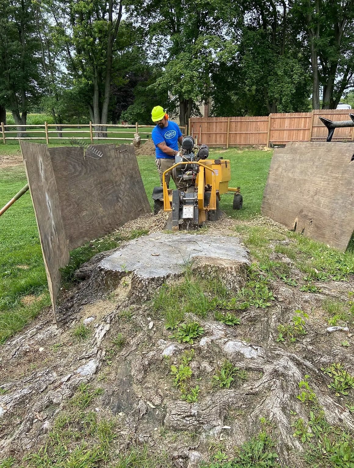 A worker in a yellow hard hat operates a yellow stump grinder on a large tree stump between two plywood boards.
