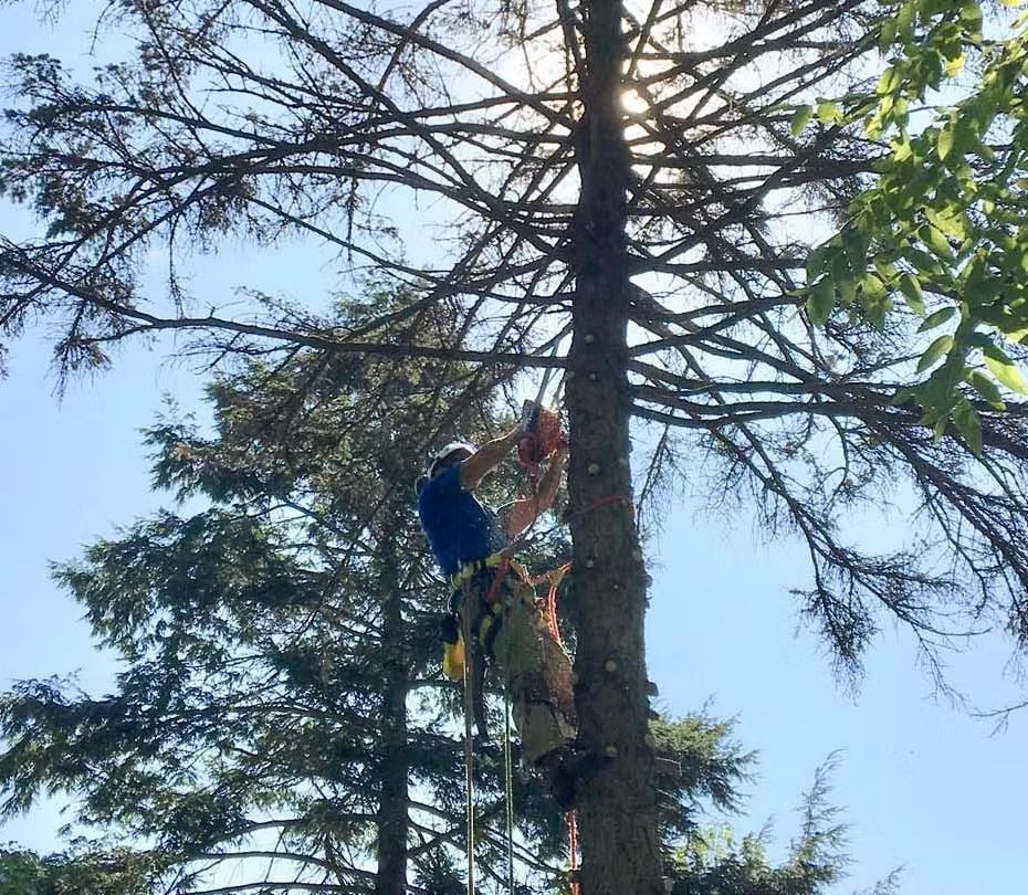 An arborist in a blue shirt and safety gear uses a chainsaw to prune branches while harnessed to a tall, mature tree.