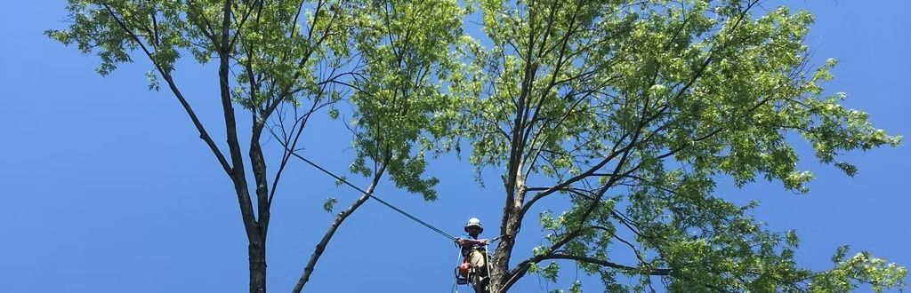 An arborist in protective gear works high in a lush green tree against a clear blue sky.