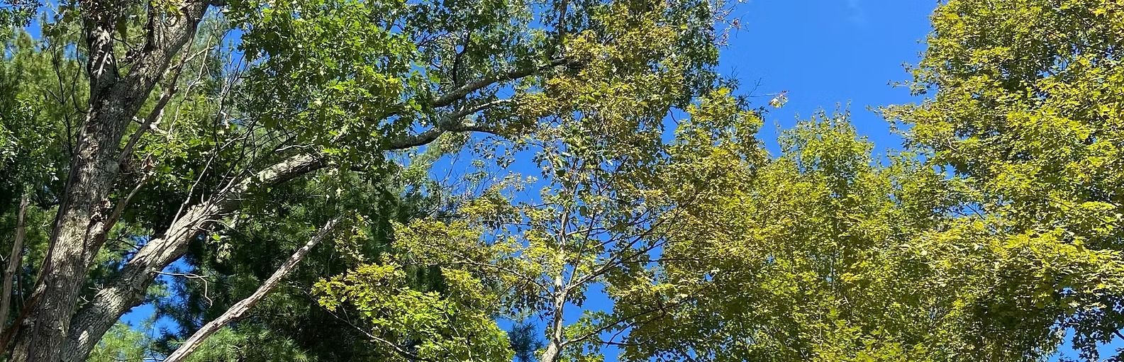 Looking up at green tree branches against a clear, bright blue sky.