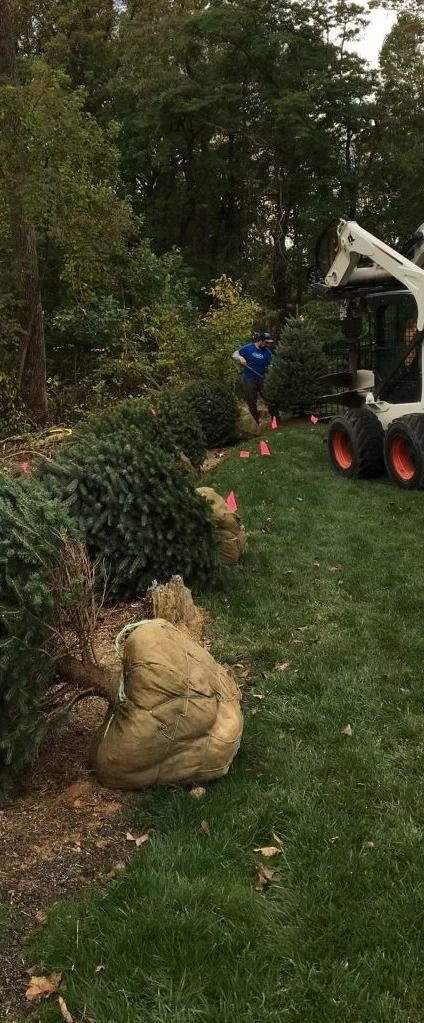 A person in a blue shirt works with a white skid steer loader to install large shrubs in a lawn.