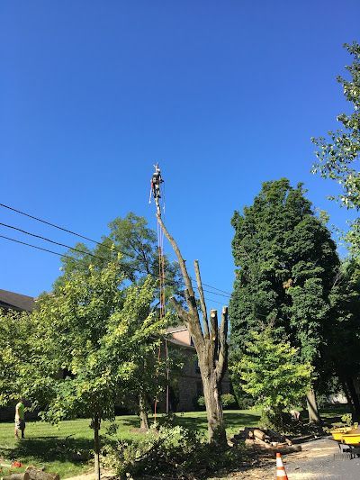 A person in safety gear is perched atop a tall, partially pruned tree near power lines under a bright blue sky.