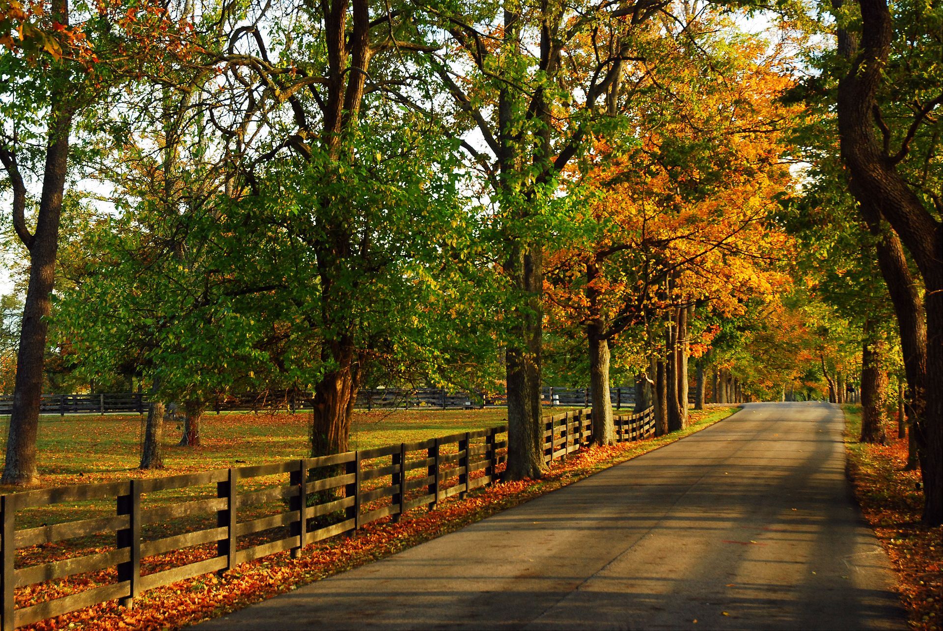 Road lined with trees in autumn with green and gold leaves; a wooden fence runs alongside.
