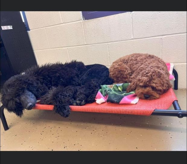 Two dogs, one black and one brown, sleeping on a red raised cot in a kennel.